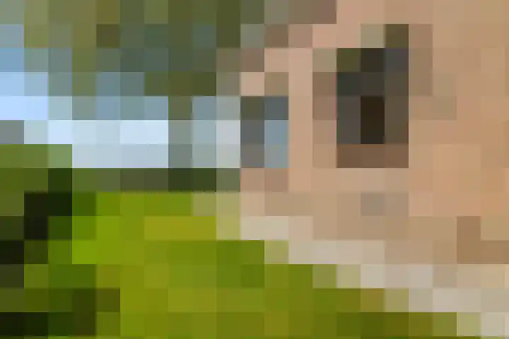 Exloërkijl-Zuid 17 E 2e Exloërmond thumbnail 29