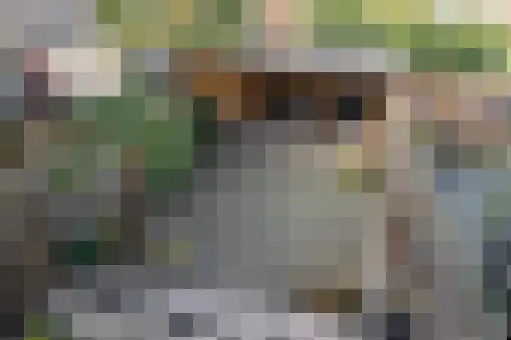 Fagot 11 Ewijk thumbnail 18