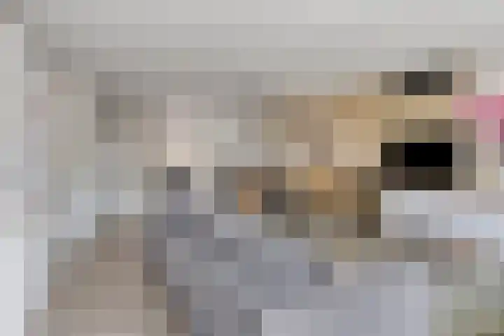 Fagot 17 Ewijk thumbnail 5