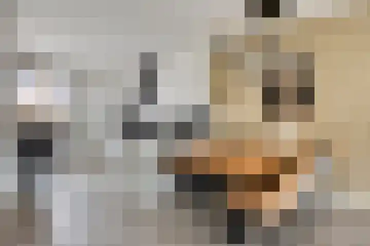 Fagot 17 Ewijk thumbnail 7