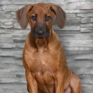 Foto von Faiza Baggerman