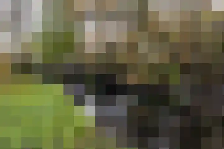 Fakkelgras 13 Leiden thumbnail 22
