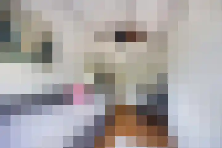 Fakkelgras 21 Leiden thumbnail 17