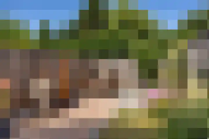 Fakkelgras 21 Leiden thumbnail 22
