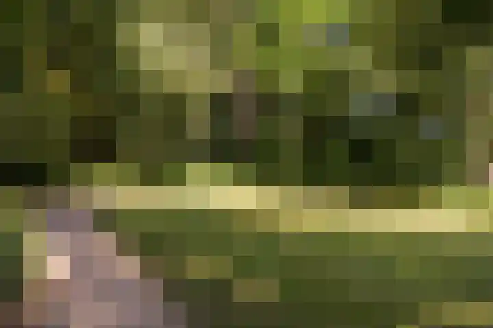 Fakkelgras 21 Leiden thumbnail 26