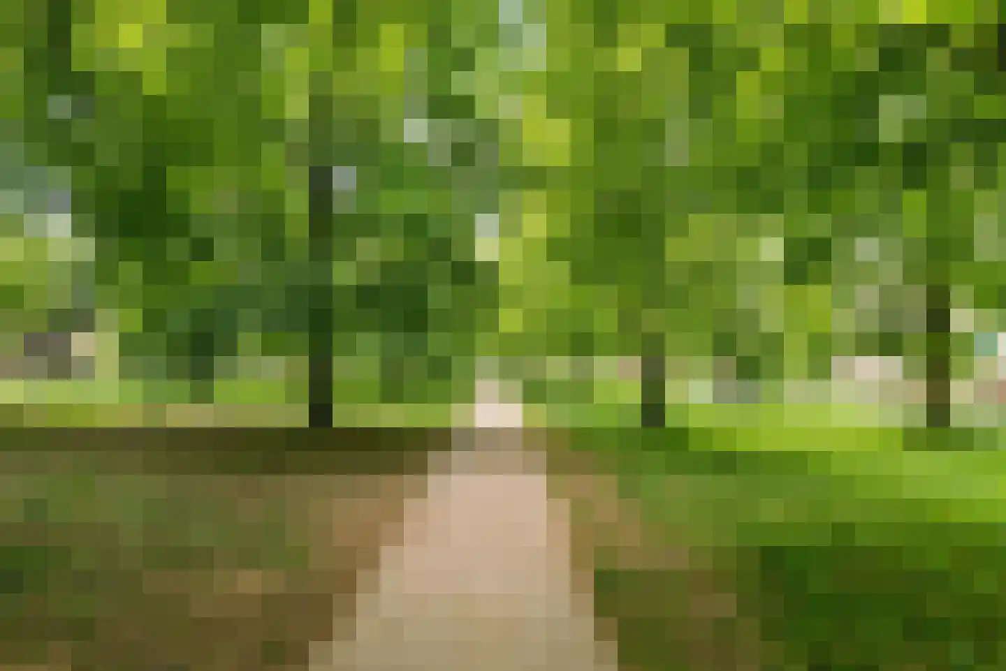 Fakkelgras 3 Houten thumbnail 44