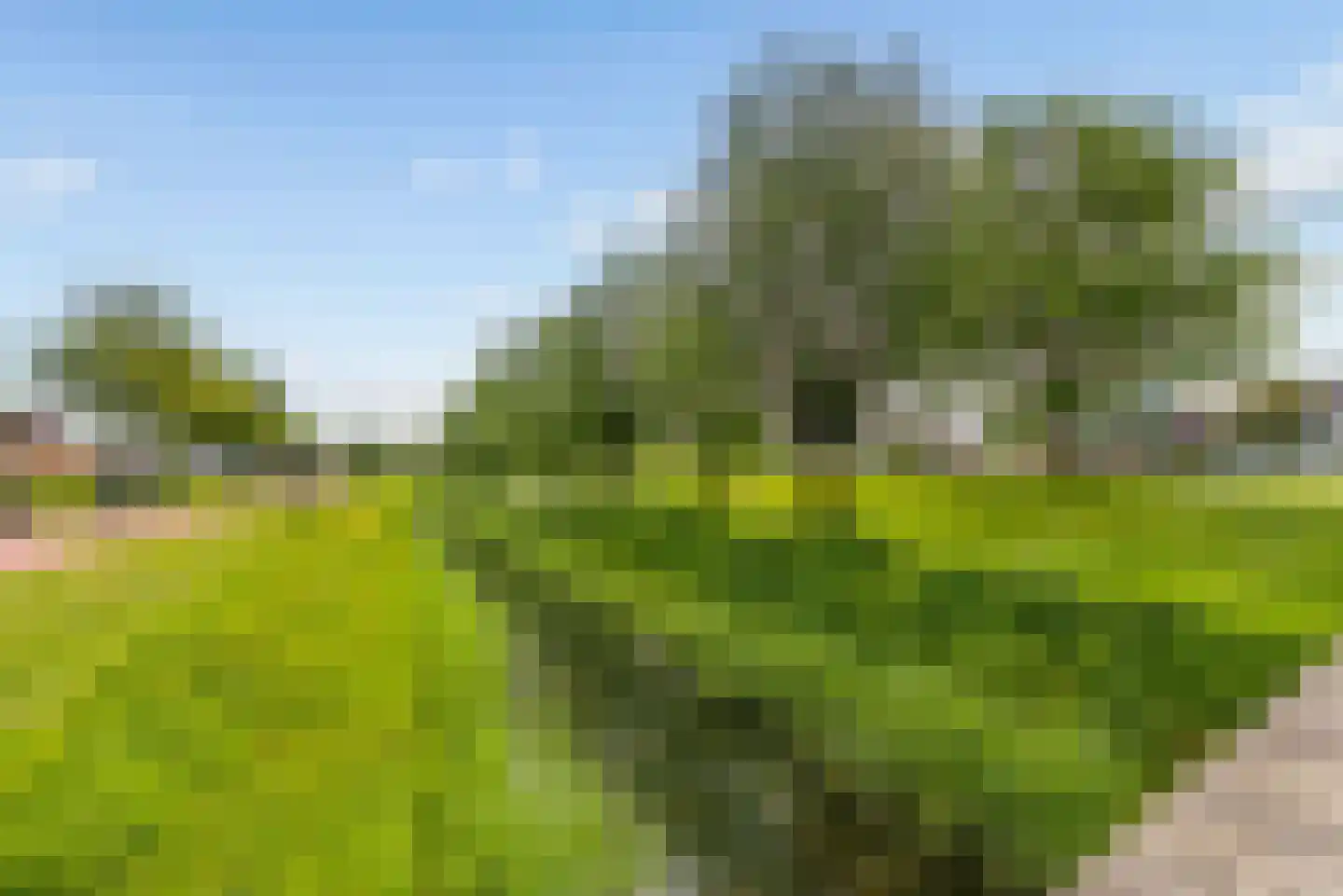 Fakkelgras 3 Houten thumbnail 49