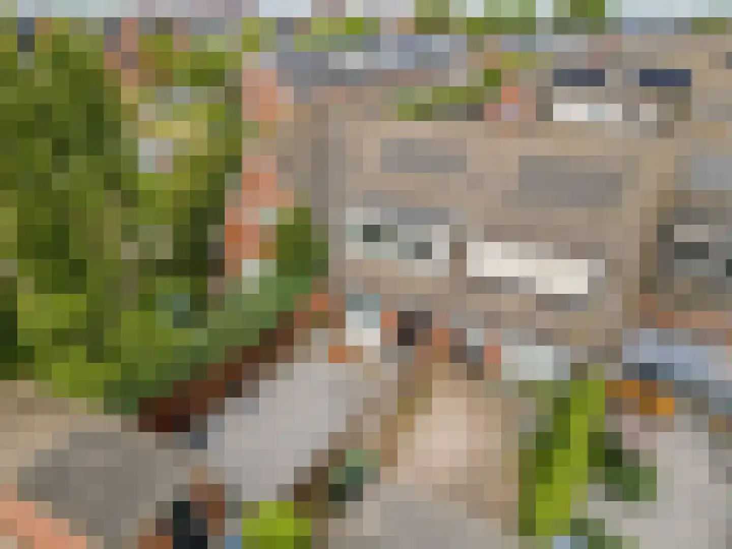 Fakkelgras 3 Houten thumbnail 52