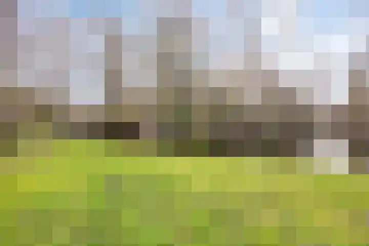 Fakkelgras 36 Leiden thumbnail 34