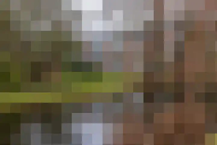 Faleriolaan 169 Hillegom thumbnail 4