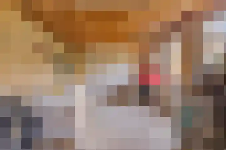 Falkejacht 19 Hurdegaryp thumbnail 10