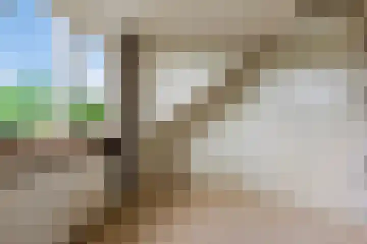 Falkejacht 19 Hurdegaryp thumbnail 43