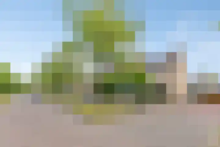 Falkejacht 19 Hurdegaryp thumbnail 44