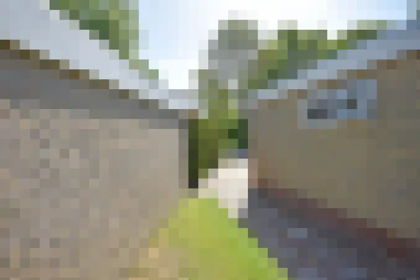 Falkejacht 2 Hurdegaryp thumbnail 17