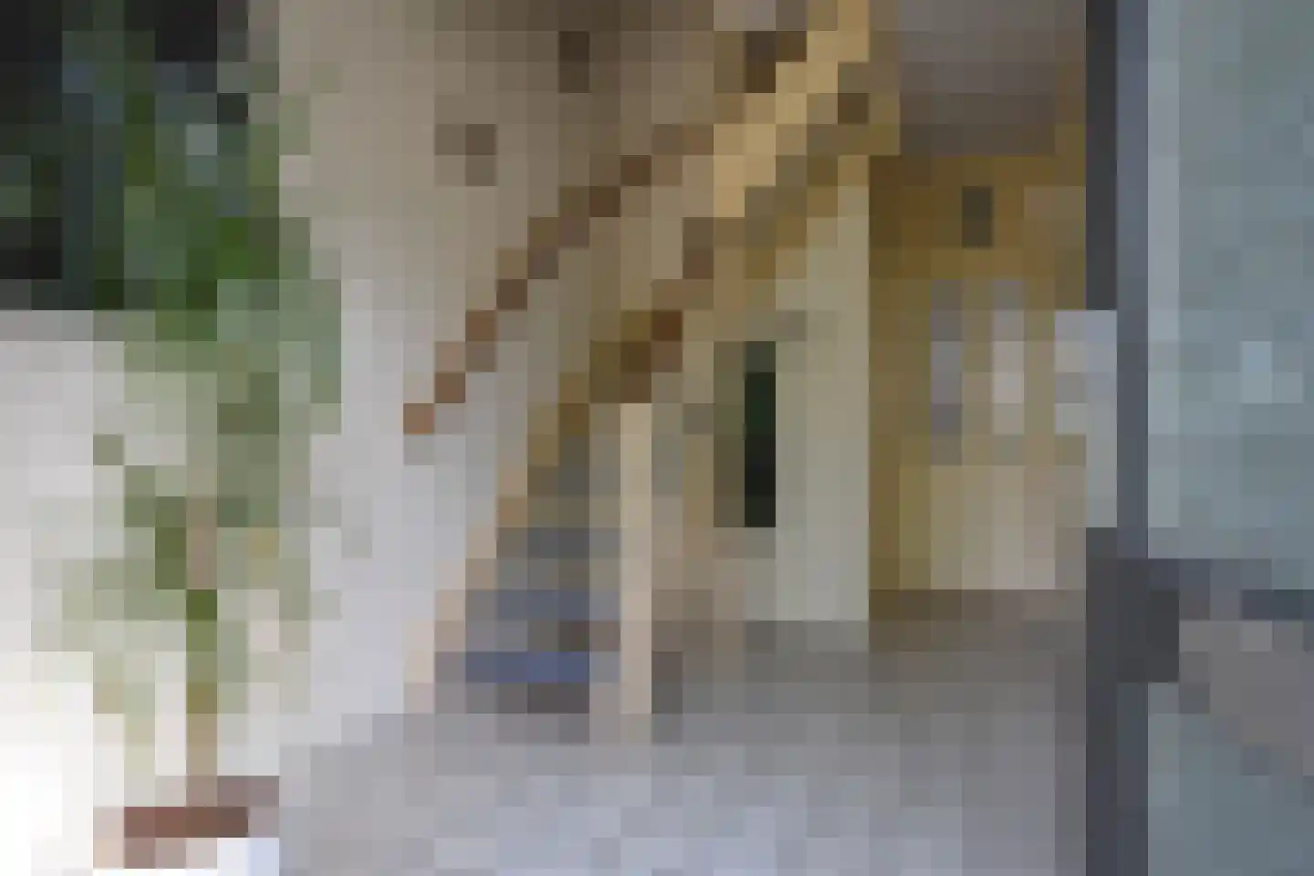 Falkejacht 2 Hurdegaryp thumbnail 24
