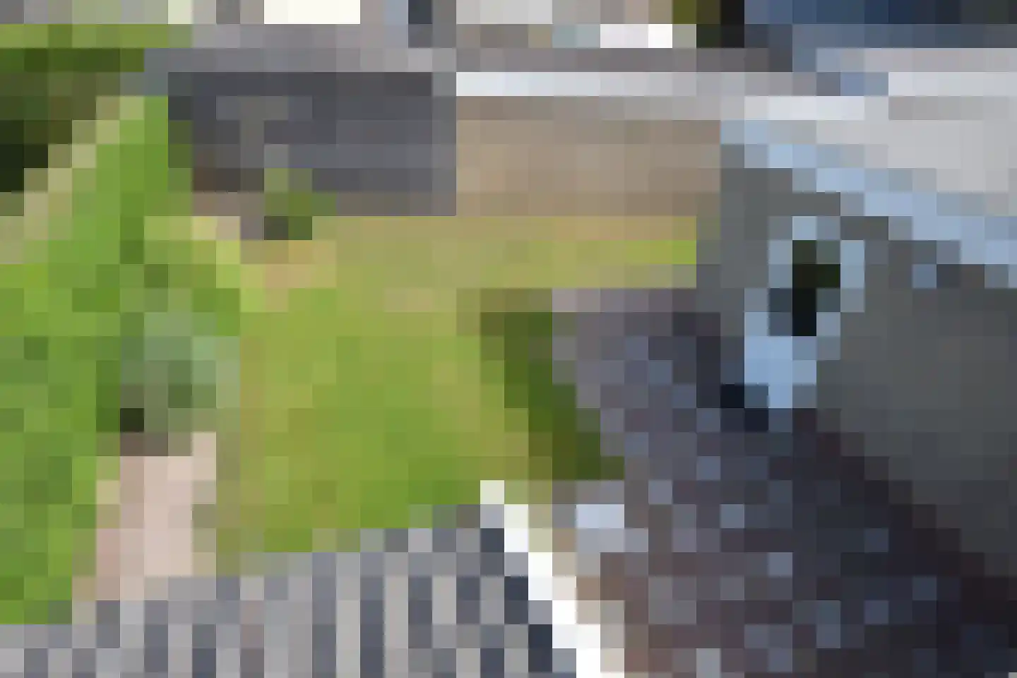 Falkejacht 2 Hurdegaryp thumbnail 51