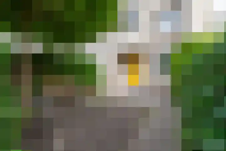 Fanfarehof 22 Zaandam thumbnail 4