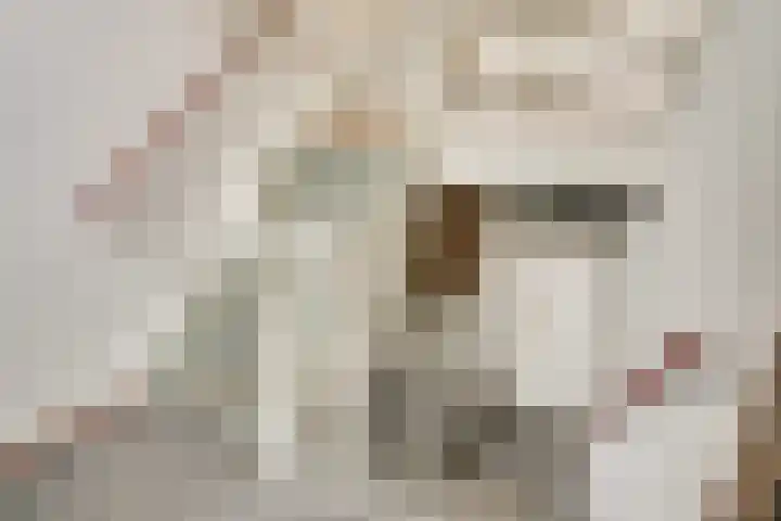 Fangorn 6 Geldrop thumbnail 23