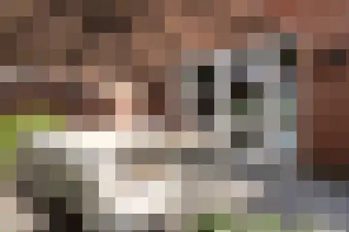 Fanny Blankers-Koenhof 2 Tilburg thumbnail 40