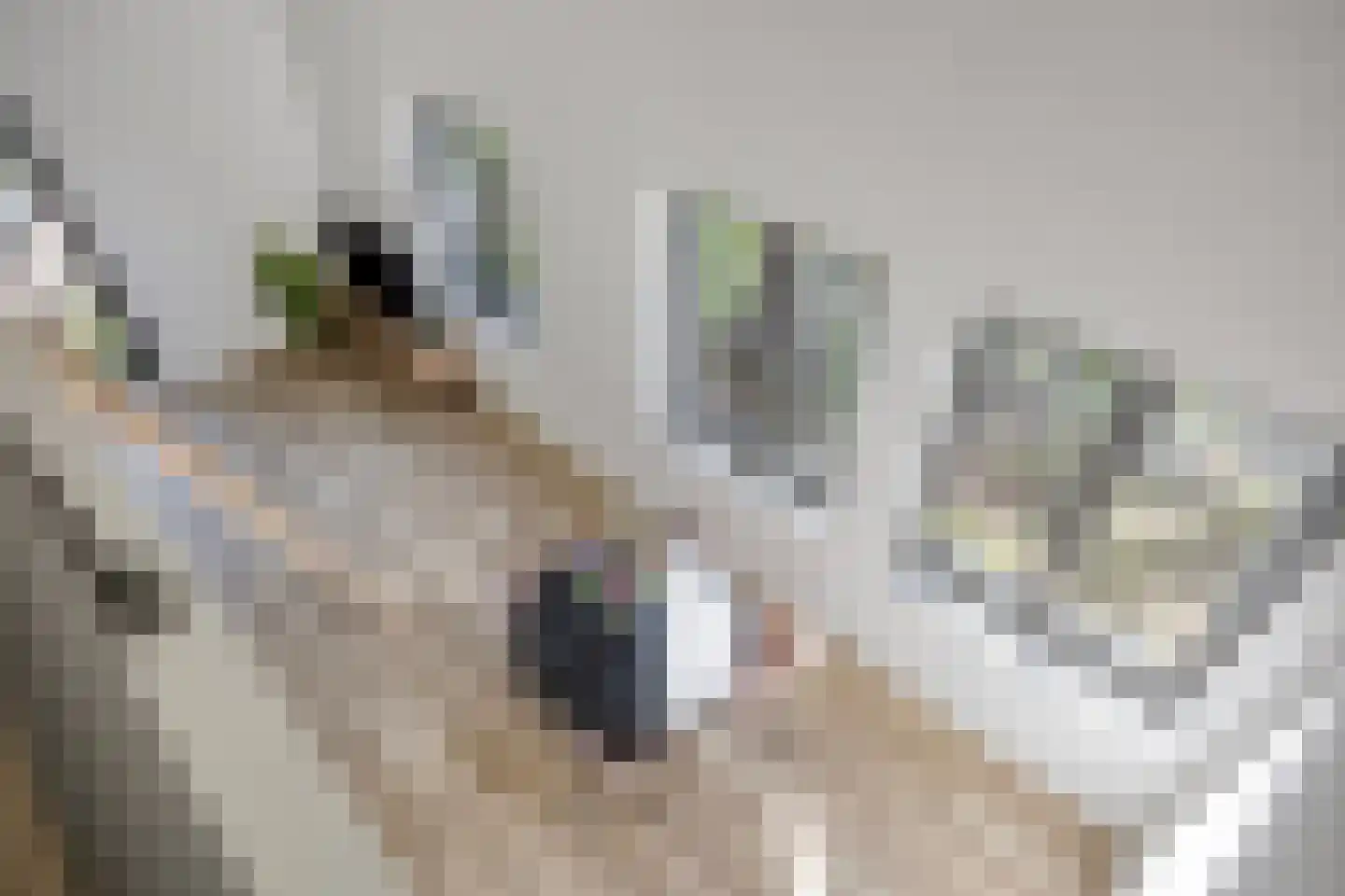 Fatimahof 5 Eindhoven thumbnail 12
