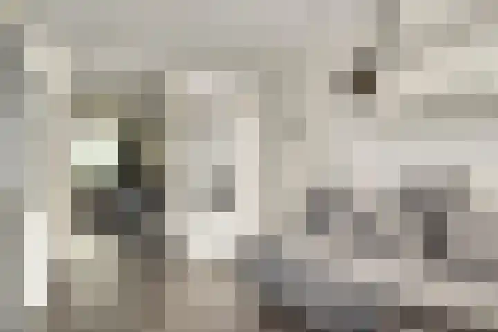 Faunasingel 21 Roermond thumbnail 14