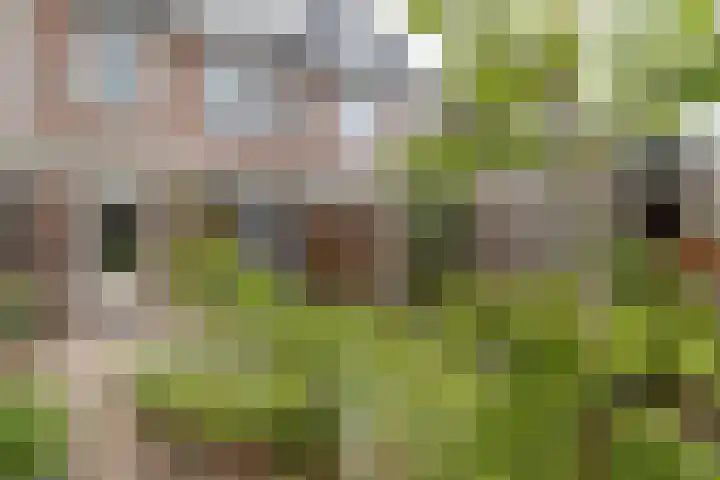 Faunasingel 41 Roermond thumbnail 36