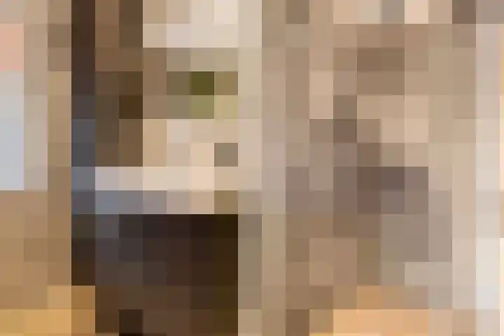 Faunastraat 20 Apeldoorn thumbnail 25
