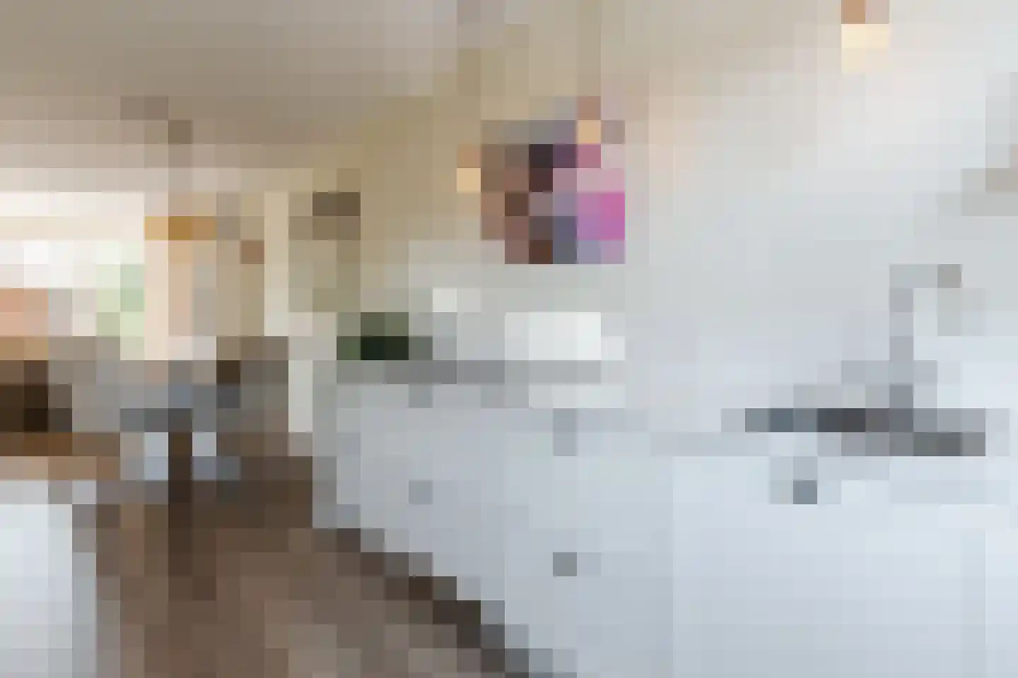 Fazant 13 Uithoorn thumbnail 13
