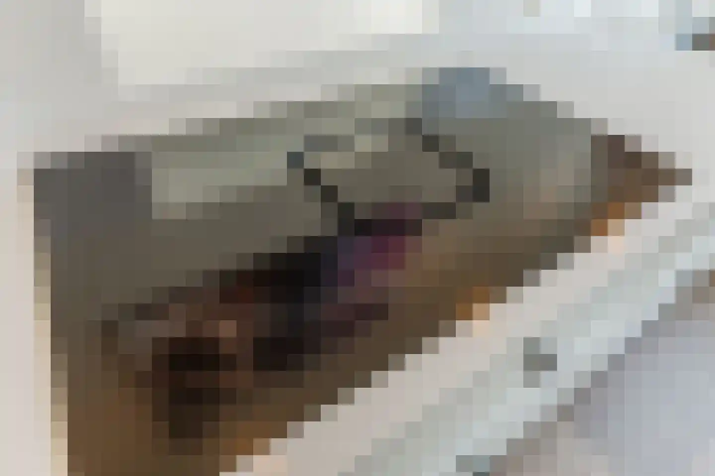 Fazant 13 Uithoorn thumbnail 14