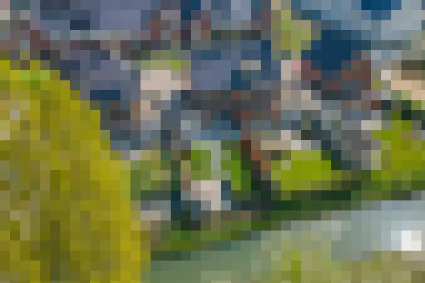 Fazant 14 Maurik