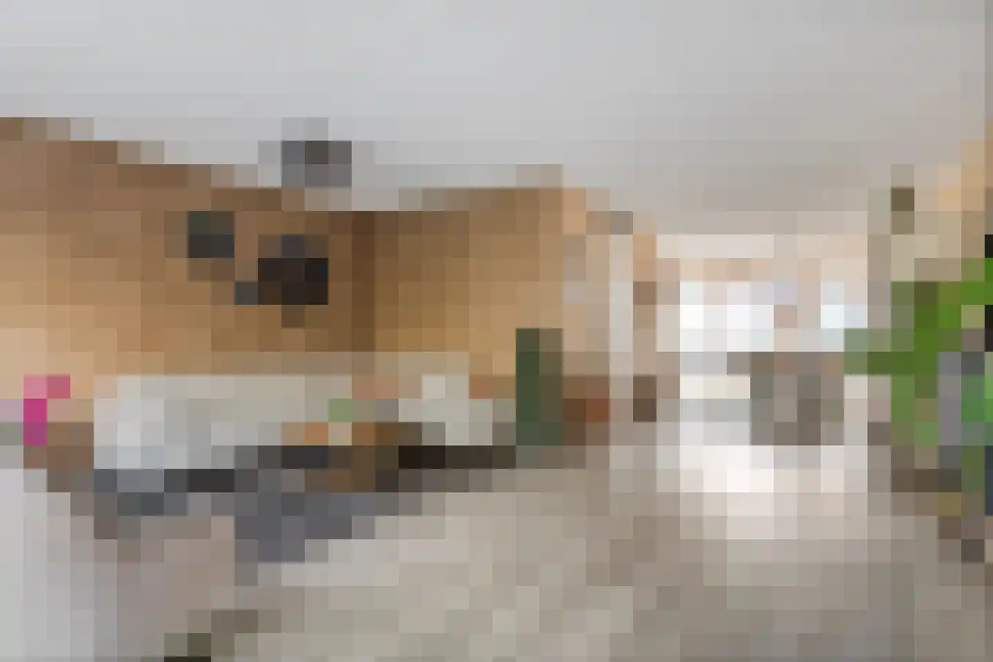 Fazant 14 Maurik thumbnail 5