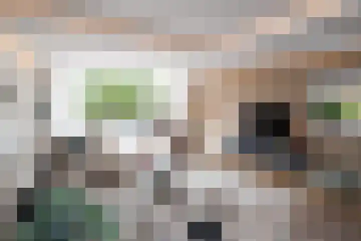 Fazant 142 Ridderkerk thumbnail 6