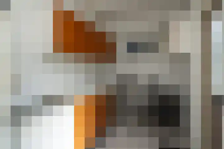 Fazant 163 Ridderkerk thumbnail 14