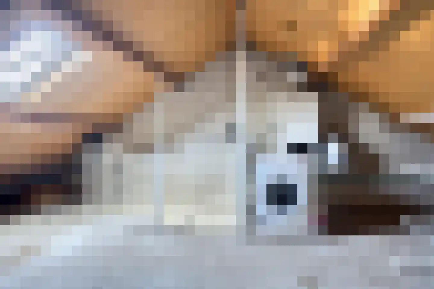 Fazant 19 Grijpskerk thumbnail 40