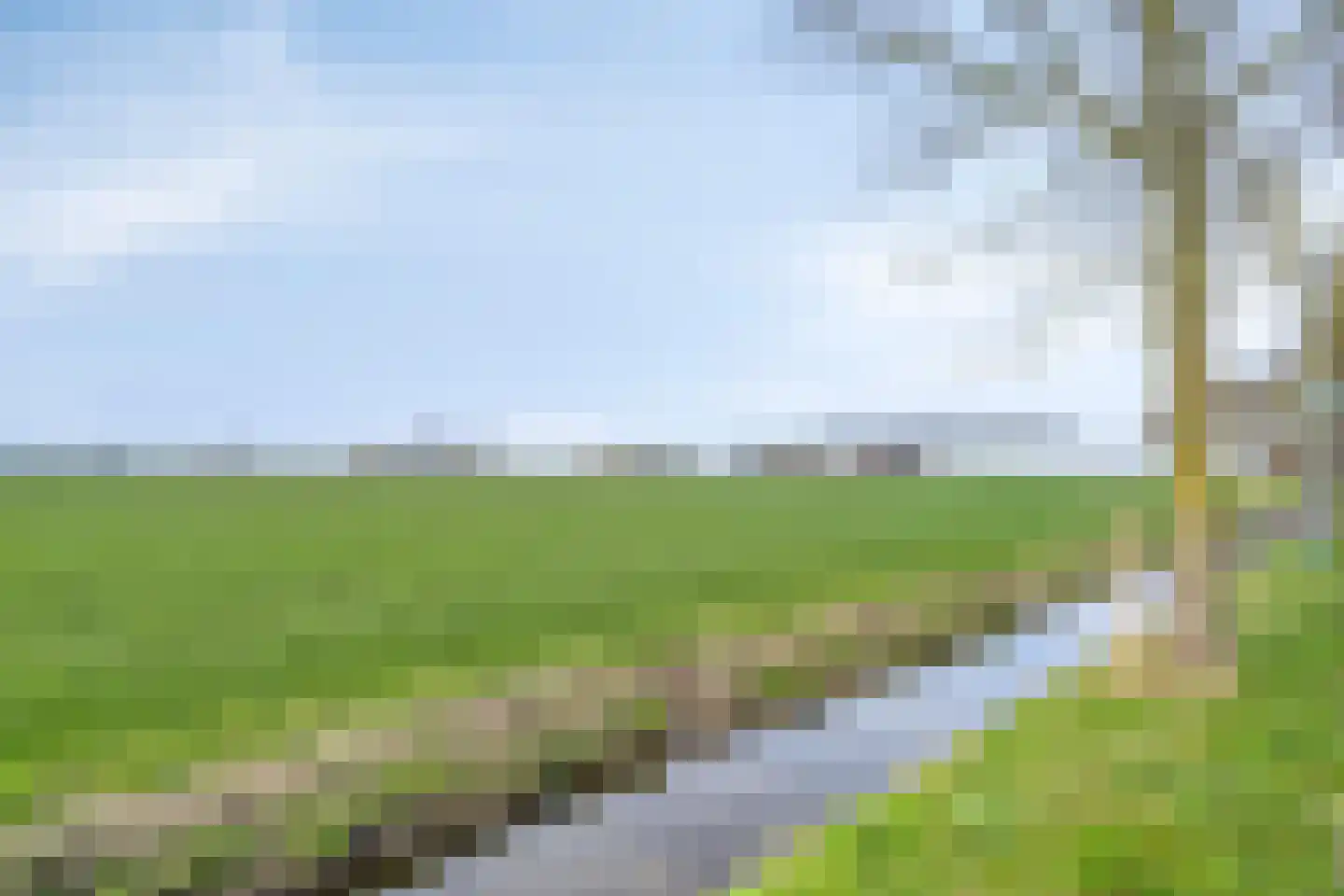 Fazant 19 Grijpskerk thumbnail 57