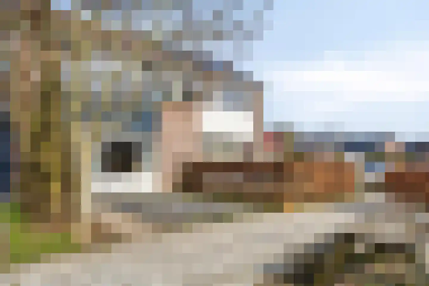 Fazant 19 Grijpskerk thumbnail 6