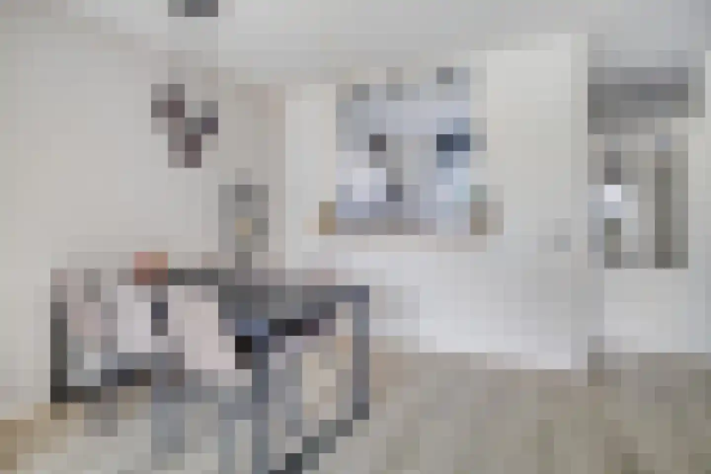 Fazant 19 Grijpskerk thumbnail 9