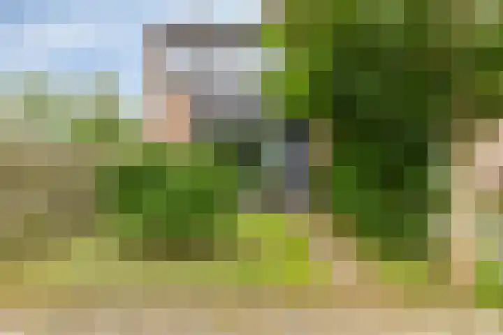 Fazant 21 Grijpskerk thumbnail 22