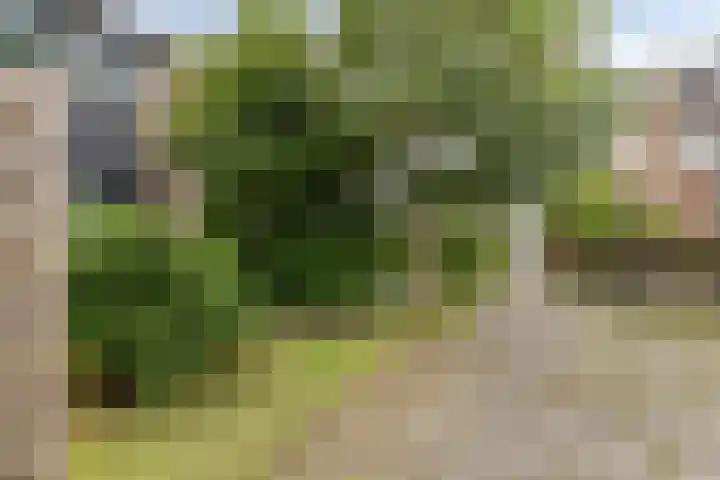 Fazant 21 Grijpskerk thumbnail 24