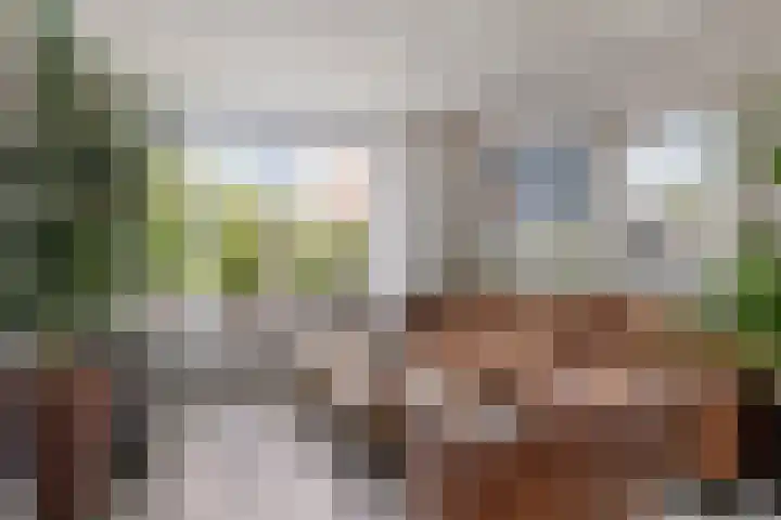 Fazant 21 Grijpskerk thumbnail 27