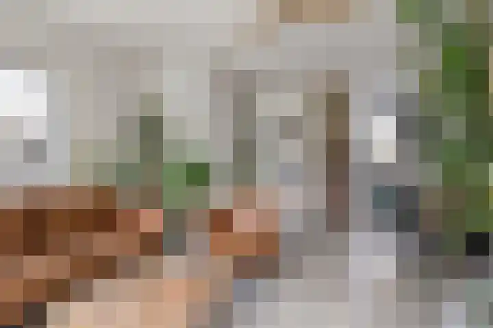 Fazant 21 Grijpskerk thumbnail 28
