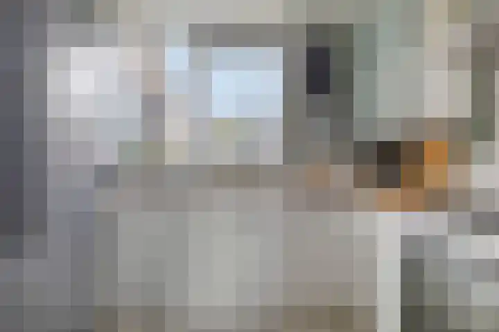 Fazant 21 Grijpskerk thumbnail 34