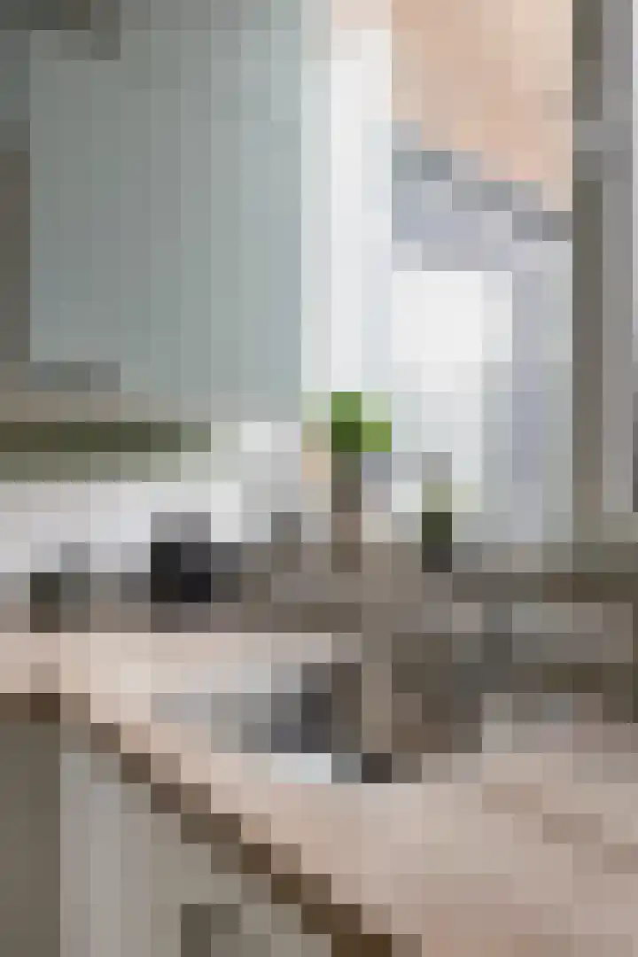 Fazant 21 Grijpskerk thumbnail 37