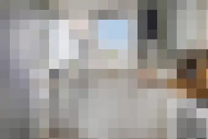 Fazant 21 Grijpskerk thumbnail 4