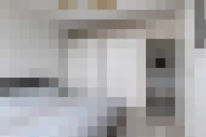 Fazant 21 Grijpskerk thumbnail 44
