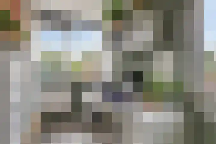 Fazant 21 Grijpskerk thumbnail 50