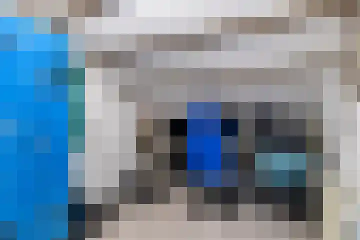 Fazant 21 Grijpskerk thumbnail 54