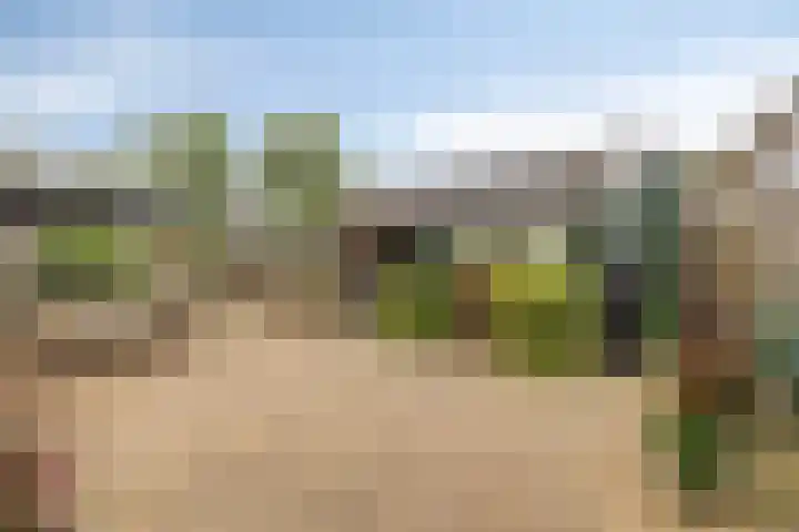 Fazant 21 Grijpskerk thumbnail 56