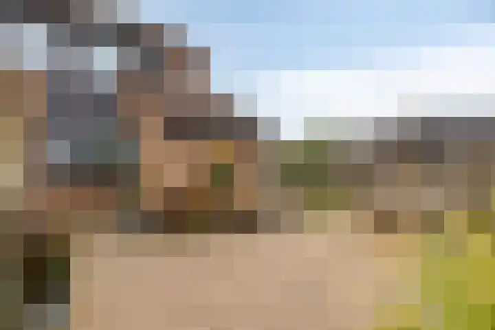 Fazant 21 Grijpskerk thumbnail 58