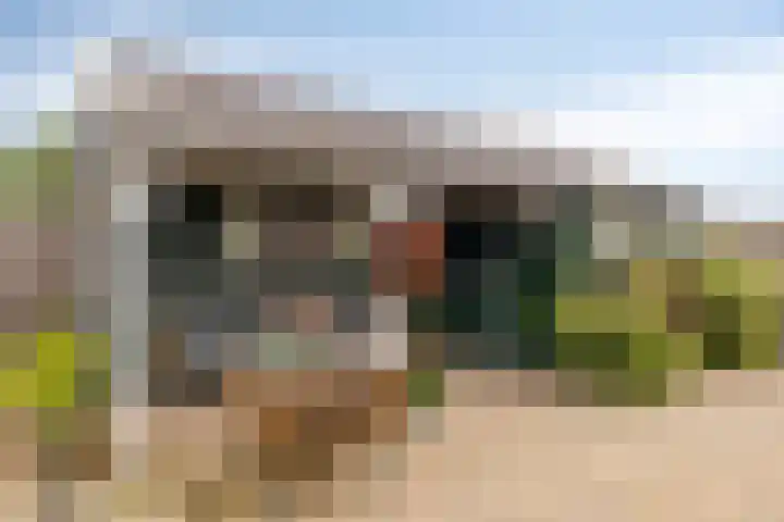 Fazant 21 Grijpskerk thumbnail 9